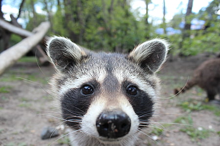 close up photography of raccoon thumbnail