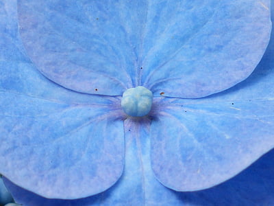 blue hydrangea in macro photography thumbnail