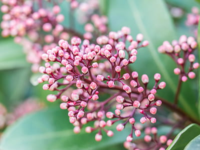 pink flowers thumbnail