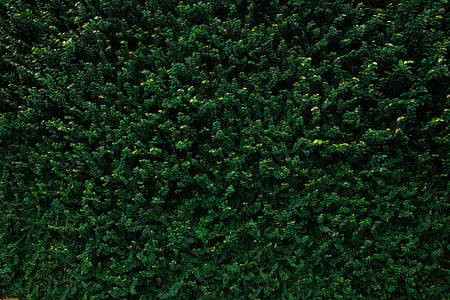 green plants thumbnail