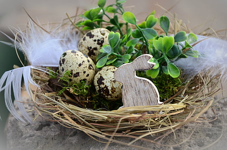 three quail eggs in brown nest thumbnail
