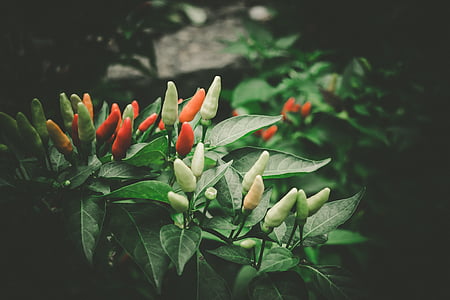red and green chilis thumbnail