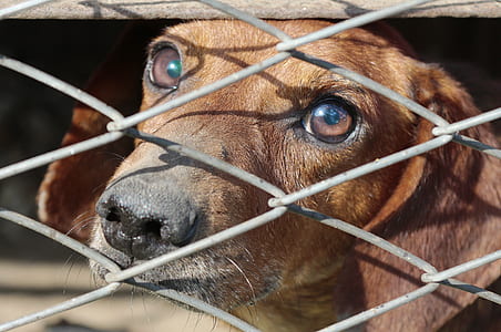 short-coated tan dog inside gray diamond-link fence at daytime thumbnail