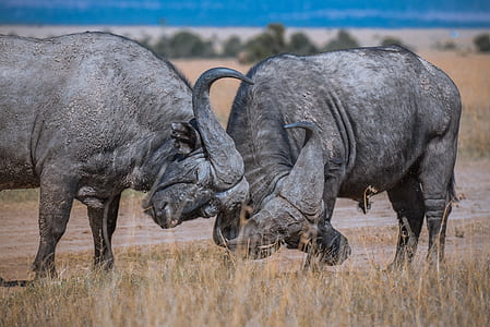 two gray buffalo surrounded by brown grass thumbnail