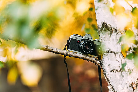 black and gray Minolta mirrorless camera on tree thumbnail