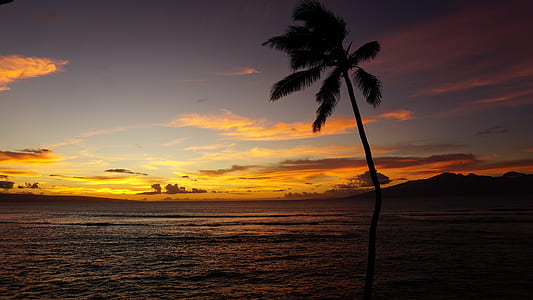 palm tree near calm body of water during golden hour thumbnail