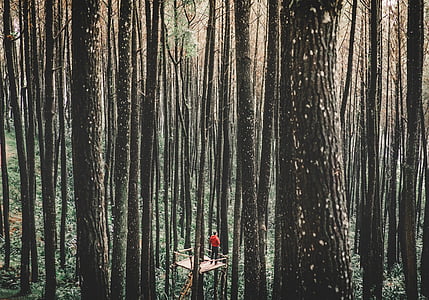 man standing on treehouse in the middle of the forest thumbnail