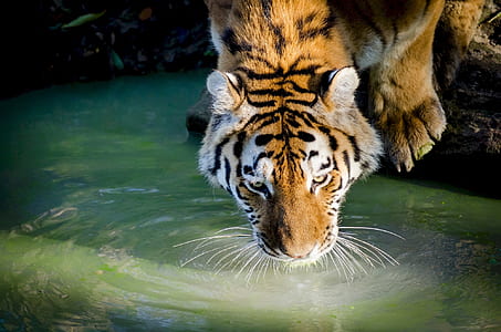 tiger drink on lake during daytime thumbnail