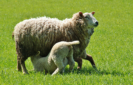 brown sheep with lamp on green grass during daytime thumbnail