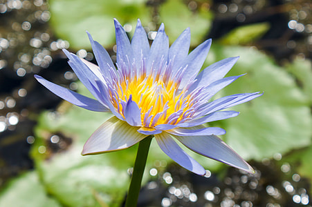 white flower thumbnail