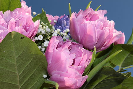 pink flowers thumbnail