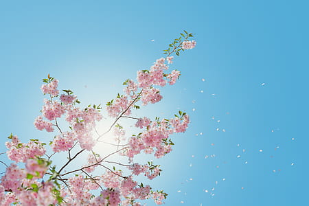 low angle photo of pink cherry blossoms under blue sky thumbnail
