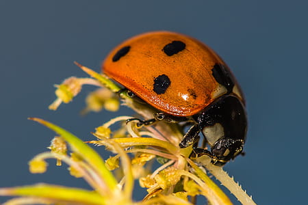 brown and black ladybug on yellow flower close-up photography thumbnail
