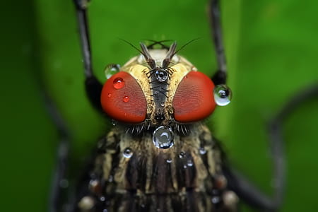 close-up photography of robberfly thumbnail