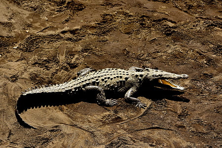 brown crocodile on ground during daytime thumbnail