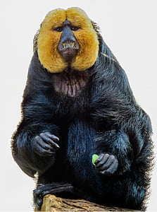 black primate thumbnail