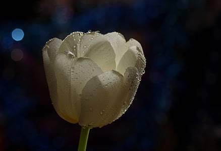 closeup photo of white tulip flower thumbnail