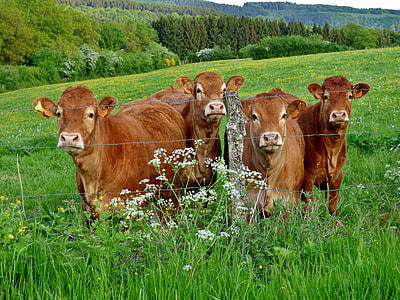 focus photo of brown cattles on grass field thumbnail