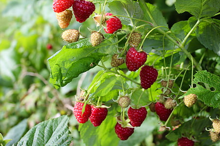 red strawberries thumbnail