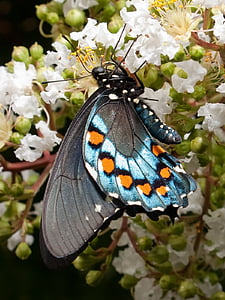 spicebush butterfly thumbnail