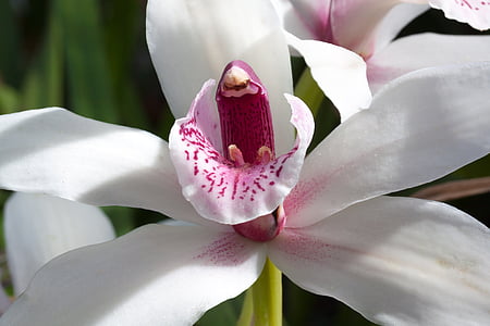 selective focus photography of white and purple orchid flower thumbnail