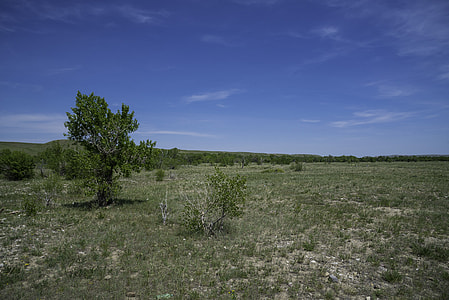 Landscape with grassland and tree in Montana thumbnail