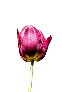 pink tulips thumbnail