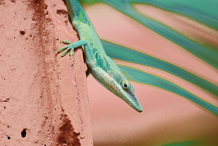 selective focus photography of green lizard thumbnail