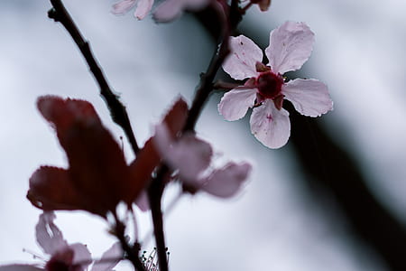 shallow focus photography of white and maroon flowers thumbnail