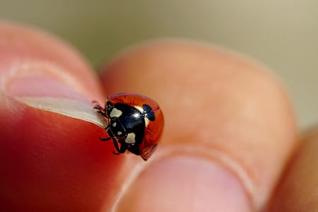 person holding black and brown bug thumbnail
