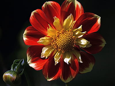 selective focus photography of red Dahlia flower thumbnail