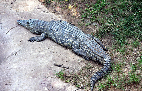 alligator lying near grass thumbnail