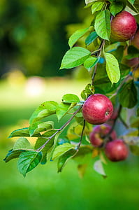 selective focus photograph red apple thumbnail