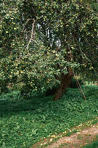 Apple tree thumbnail