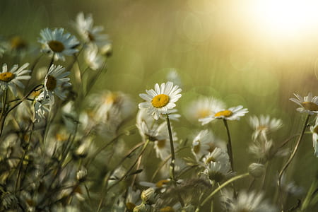 ox-eyed daisy flowers thumbnail