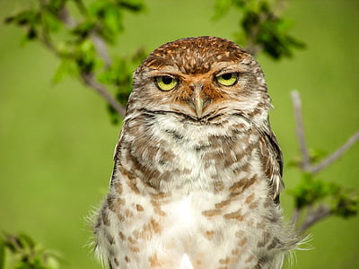 selective focus photography of gray, white, and brown owl thumbnail