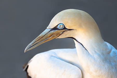 white and gray bird thumbnail