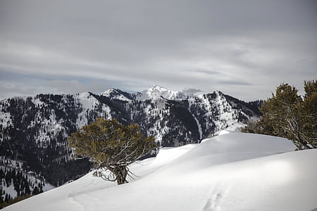 green leafed trees and ice mountain thumbnail