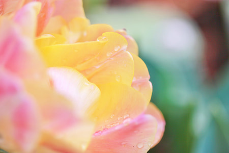 nature, flower, plant, pink Color thumbnail