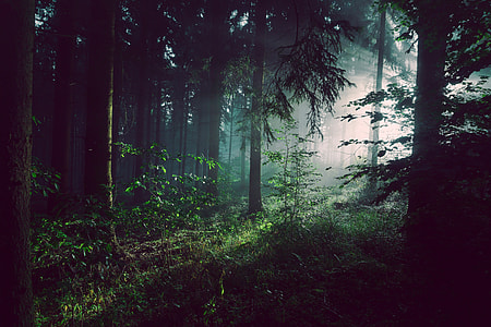 Inside the forest at Bad Pyrmont, Germany thumbnail