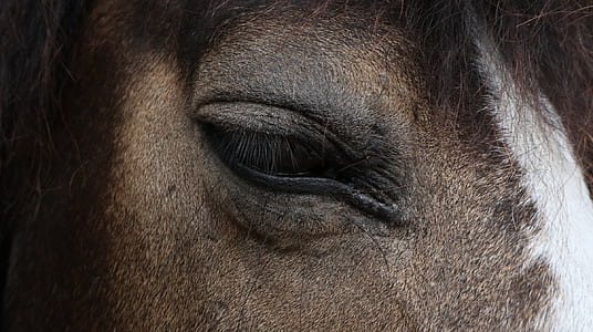 close-up photo of horse eye thumbnail