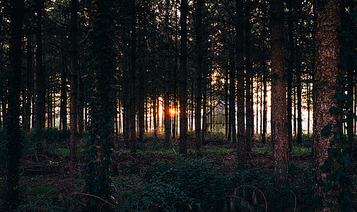forest during daytime thumbnail