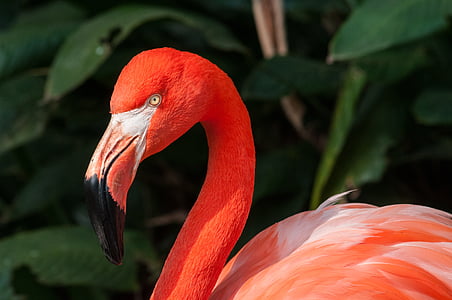 selective focus photography of pink flamingo thumbnail