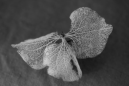 grayscale photo of leaf on surface thumbnail
