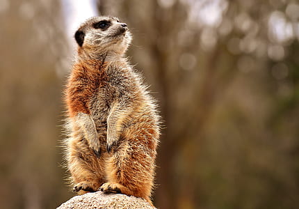 sitting lemur thumbnail