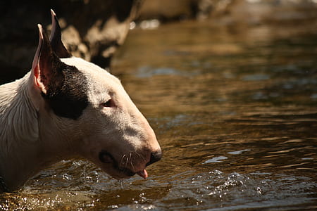 white and black animal near body of water thumbnail