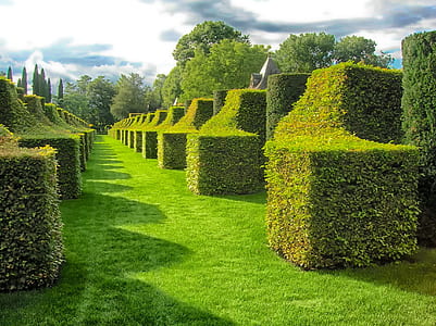 hedge field across woods under white and blue cloudy skies thumbnail