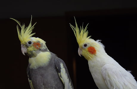 two yellow-and-grey cocatiels thumbnail