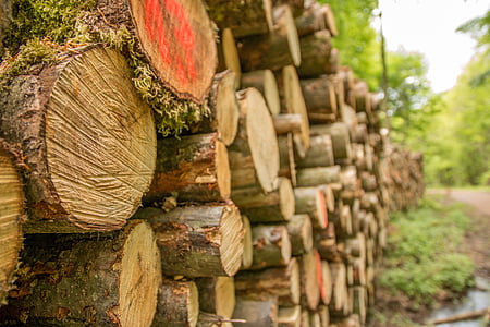 close-up photography of brown tree logs thumbnail