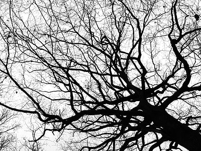low-angled photography of withered tree thumbnail